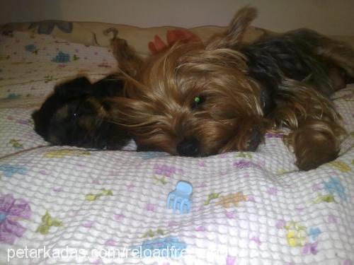 fıstık Dişi Yorkshire Terrier