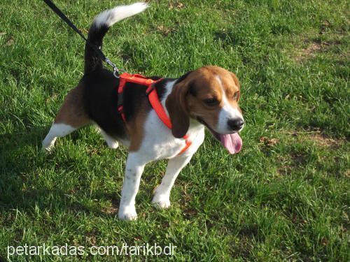 eros Erkek Beagle