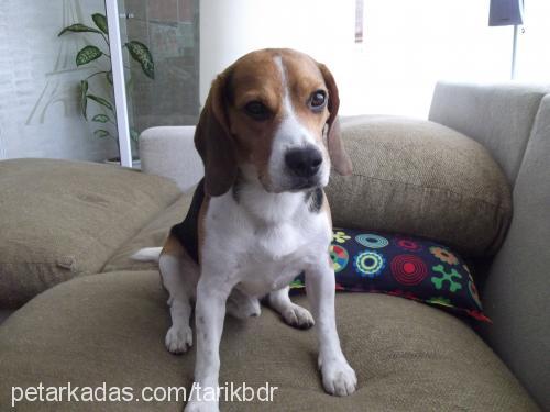 eros Erkek Beagle