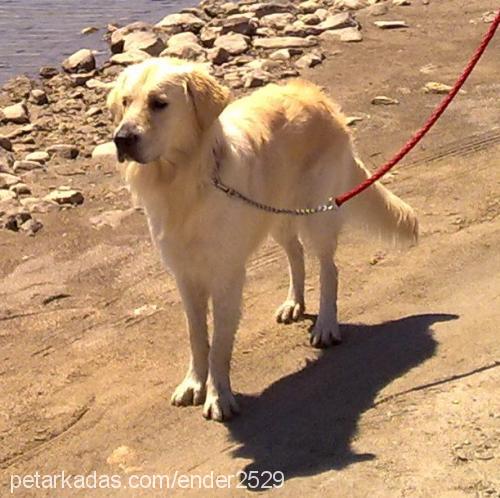 toro Erkek Golden Retriever