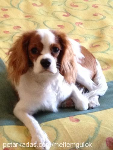 daisy Dişi Cavalier King Charles Spanieli