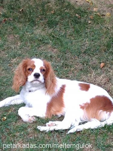 daisy Dişi Cavalier King Charles Spanieli