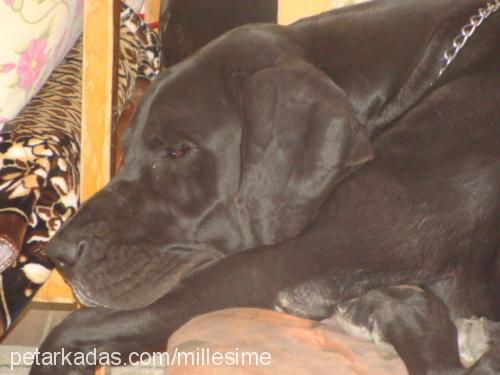 adrianna Dişi Great Dane (Danua)