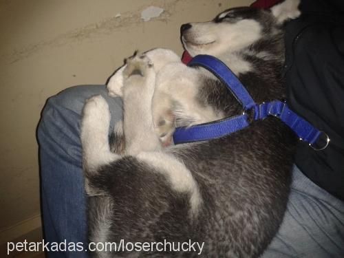 chucky Erkek Sibirya Kurdu (Husky)