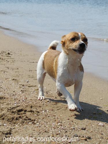 arnold Erkek Jack Russell Terrier