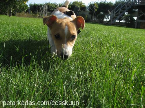 arnold Erkek Jack Russell Terrier