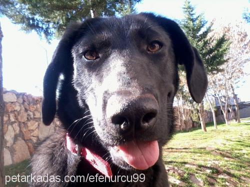 karamel Dişi Labrador Retriever