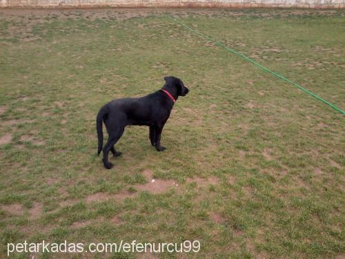 karamel Dişi Labrador Retriever