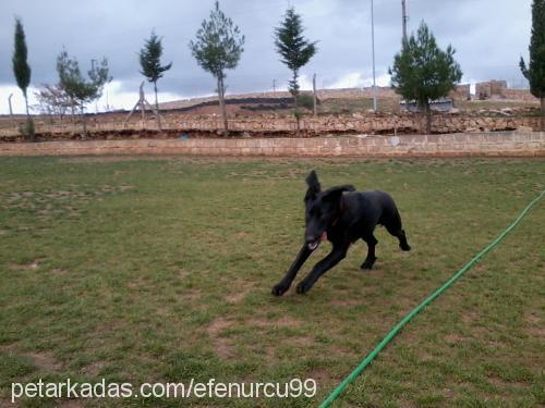 karamel Dişi Labrador Retriever