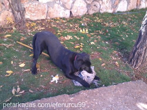 karamel Dişi Labrador Retriever