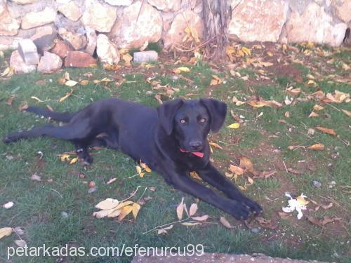 karamel Dişi Labrador Retriever