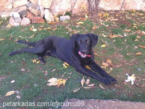 karamel Dişi Labrador Retriever