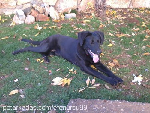 karamel Dişi Labrador Retriever