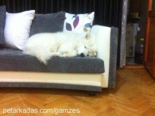 kuzey Erkek Samoyed