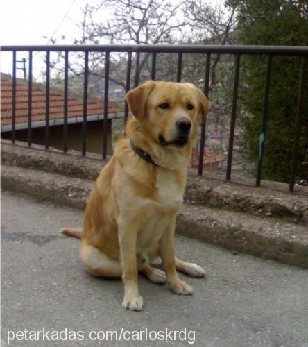 carlos Erkek Labrador Retriever