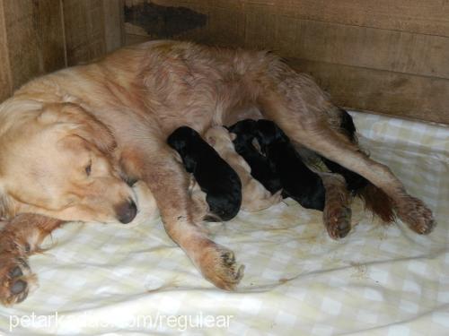 maya Dişi Golden Retriever