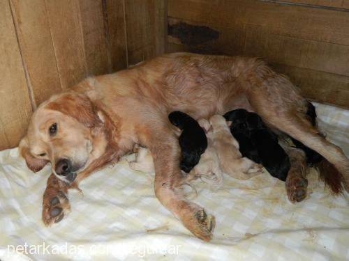 maya Dişi Golden Retriever