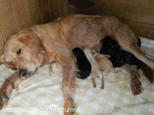 maya Dişi Golden Retriever