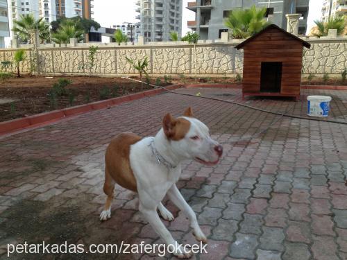 marla Dişi Amerikan Staffordshire Terrier