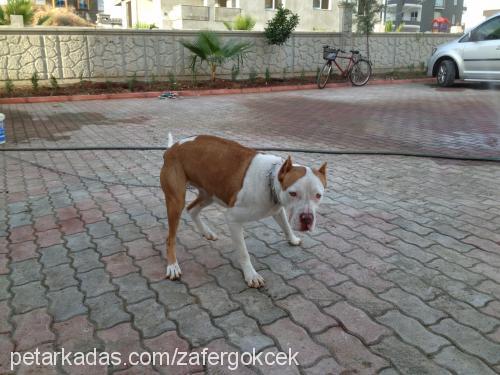 marla Dişi Amerikan Staffordshire Terrier