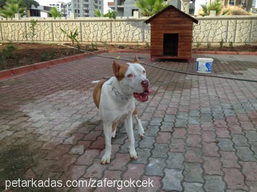 marla Dişi Amerikan Staffordshire Terrier