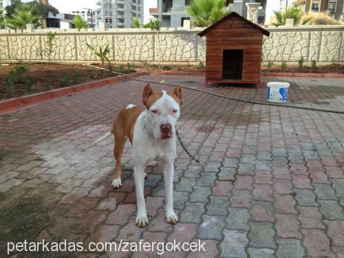 marla Dişi Amerikan Staffordshire Terrier