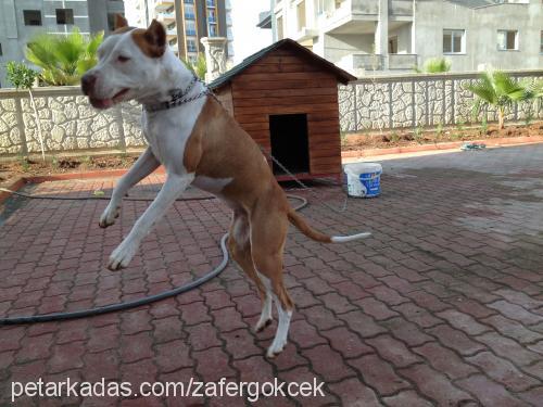 marla Dişi Amerikan Staffordshire Terrier