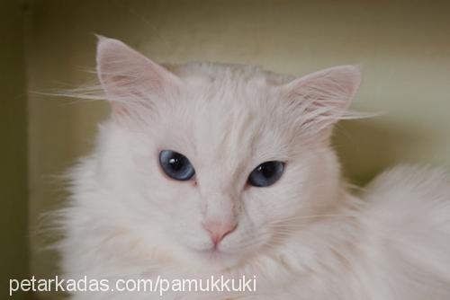 pamuk Dişi Ankara Kedisi (Angora)