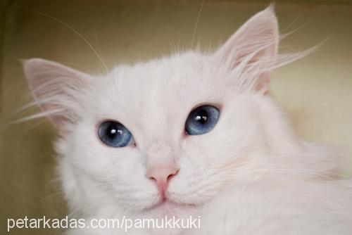 pamuk Dişi Ankara Kedisi (Angora)