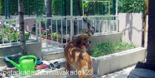 paşa Erkek Golden Retriever