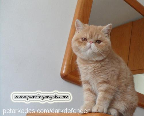 goldenlady Dişi Exotic Shorthair