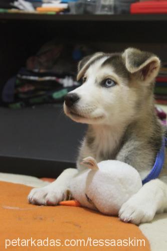 tessa Dişi Sibirya Kurdu (Husky)