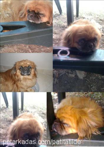 gorbi Erkek Tibetli Spaniel