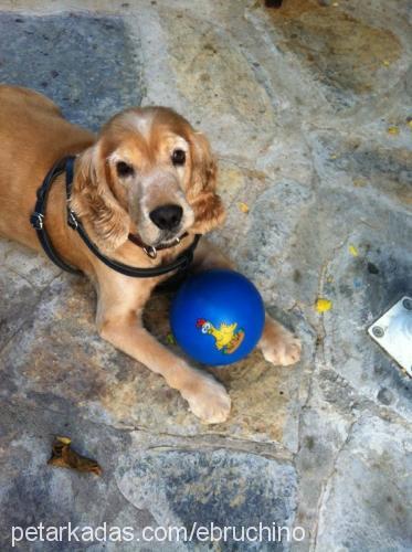 orfeus Erkek İngiliz Cocker Spaniel