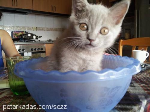 baron Erkek British Shorthair