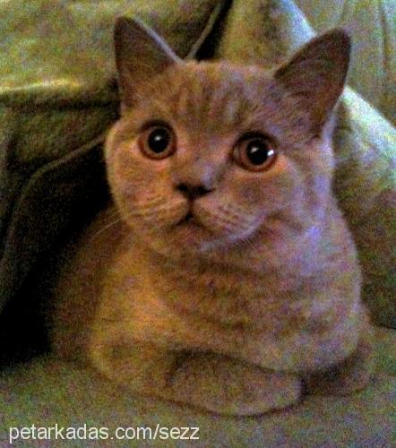 baron Erkek British Shorthair