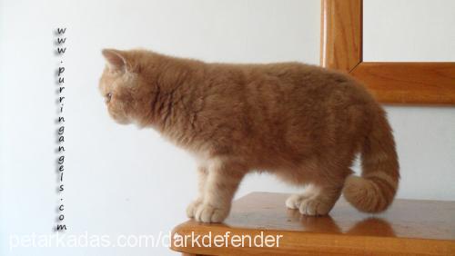 goldenlady Dişi Exotic Shorthair