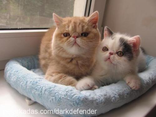 goldenlady Dişi Exotic Shorthair