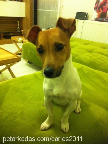 carlos Erkek Jack Russell Terrier