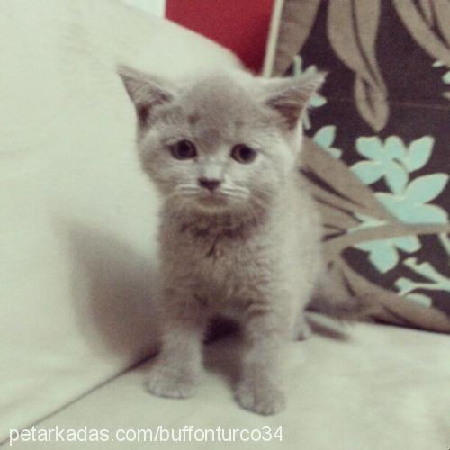 socrates Erkek British Shorthair