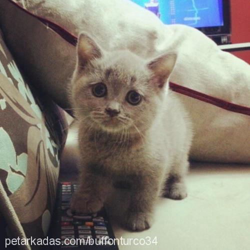 socrates Erkek British Shorthair