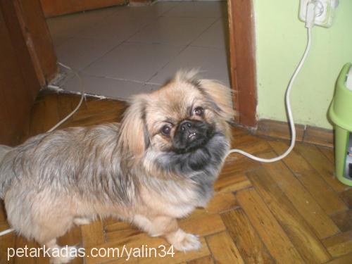 zİllİ Dişi Pekingese