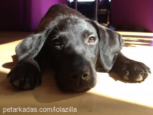 lola Dişi Labrador Retriever