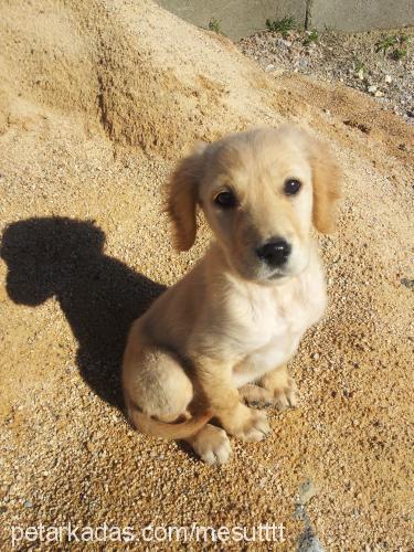 bıcırık Dişi Golden Retriever