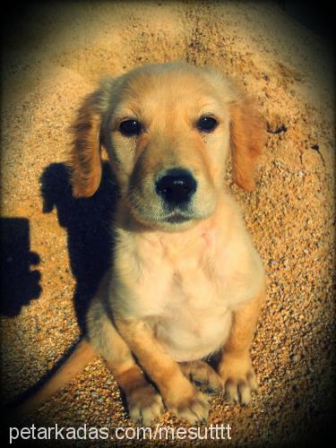 bıcırık Dişi Golden Retriever