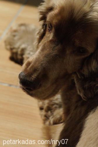 coffee Erkek İngiliz Cocker Spaniel