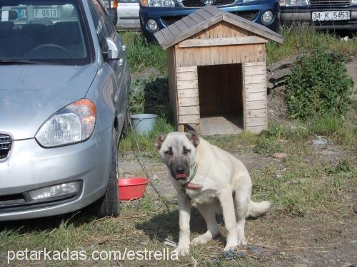 baranefe Erkek Kangal