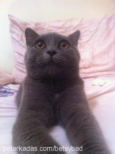 jiji Dişi British Shorthair