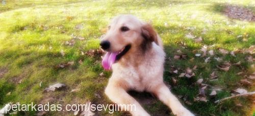 lady Dişi Golden Retriever