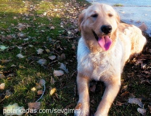 lady Dişi Golden Retriever